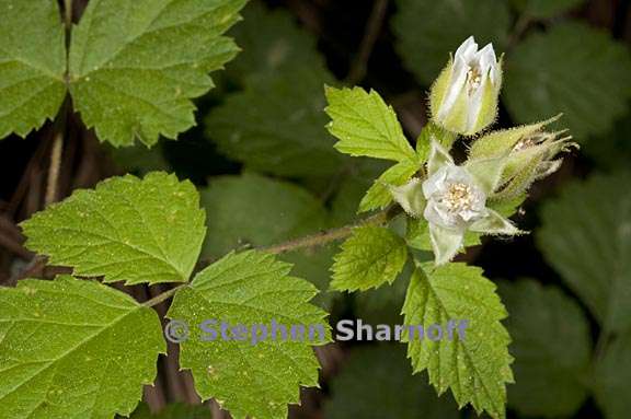 rubus glaucifolius 1 graphic